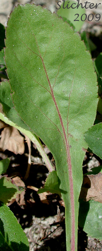 Leaf of Dune Goldenrod, Coast Goldenrod: Solidago spathulata (Synonyms: Solidago spathulata ssp. spathulata, Solidago spathulata var. spathulata)