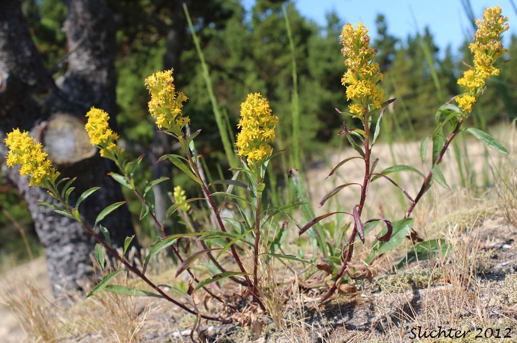 Dune Goldenrod, Coast Goldenrod: Solidago spathulata (Synonyms: Solidago spathulata ssp. spathulata, Solidago spathulata var. spathulata)