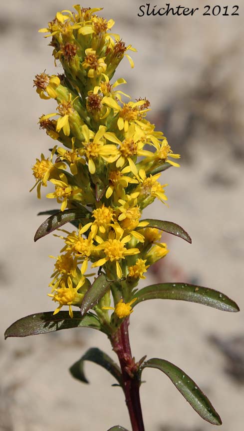 Close-up of the inflorescence of Dune Goldenrod, Coast Goldenrod: Solidago spathulata (Synonyms: Solidago spathulata ssp. spathulata, Solidago spathulata var. spathulata)