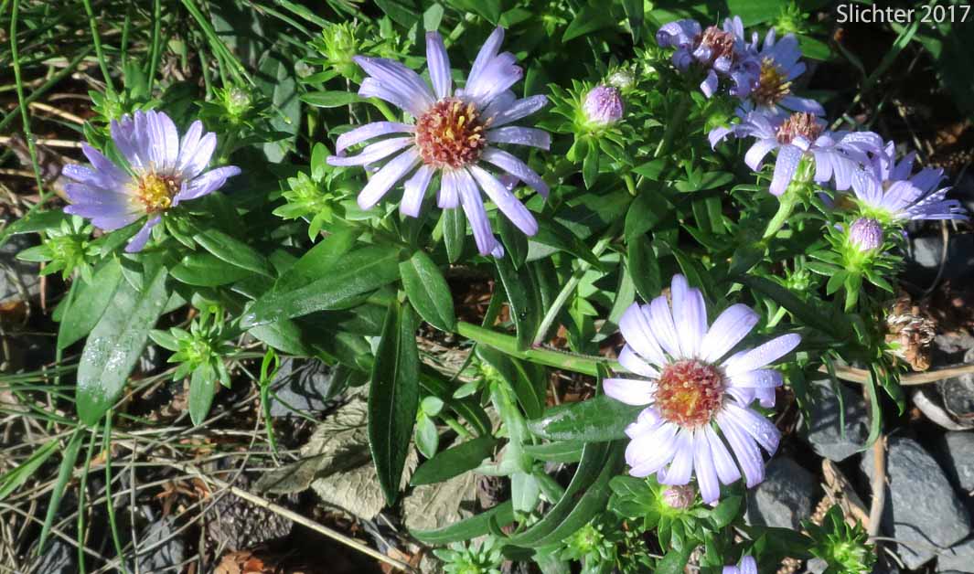 Common California Aster, Pacific Aster: Symphyotrichum chilense (Synonyms: Aster chilensis, Aster chilensis ssp. chilensis, Aster chilensis var. chilensis)