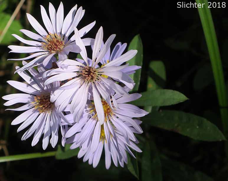 Common California Aster, Pacific Aster: Symphyotrichum chilense (Synonyms: Aster chilensis, Aster chilensis ssp. chilensis, Aster chilensis var. chilensis)