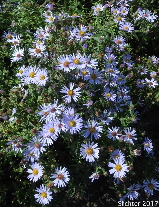 Common California Aster, Pacific Aster: Symphyotrichum chilense (Synonyms: Aster chilensis, Aster chilensis ssp. chilensis, Aster chilensis var. chilensis)