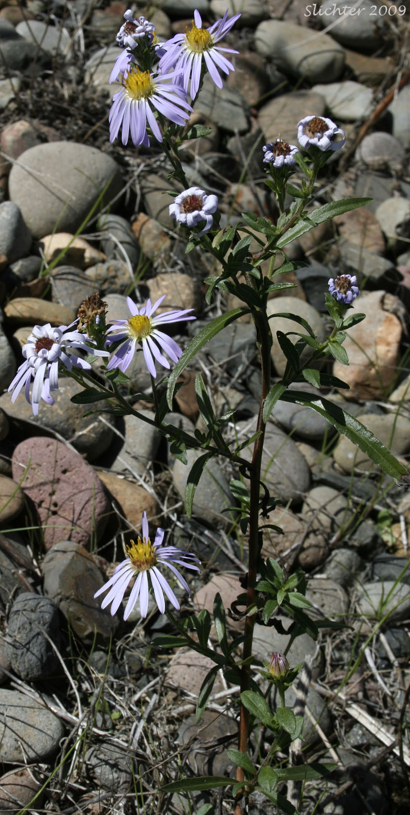 Common California Aster, Pacific Aster: Symphyotrichum chilense (Synonyms: Aster chilensis, Aster chilensis ssp. chilensis, Aster chilensis var. chilensis)