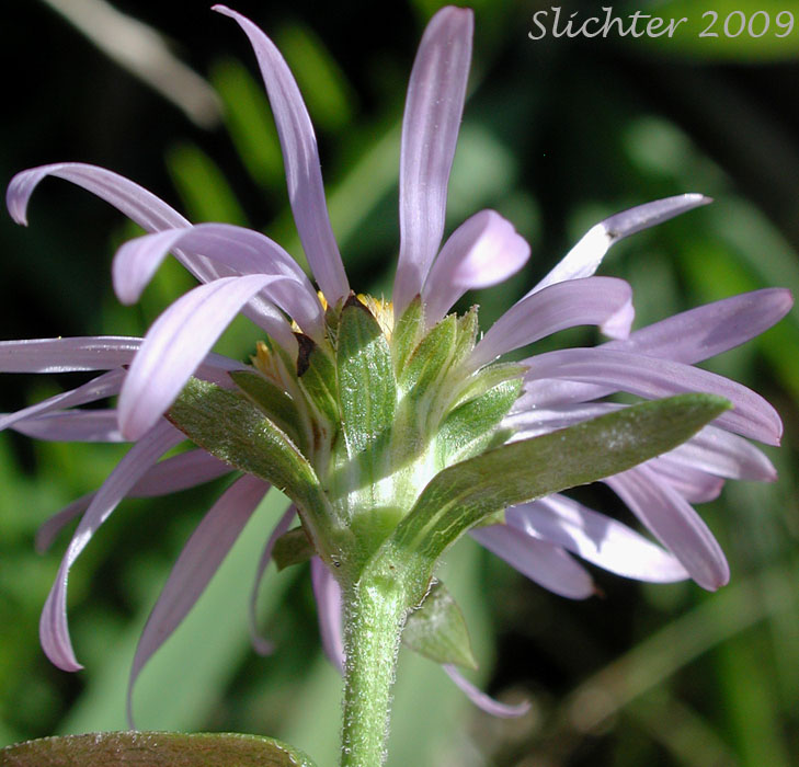 Involucral bracts of Common California Aster, Pacific Aster: Symphyotrichum chilense (Synonyms: Aster chilensis, Aster chilensis ssp. chilensis, Aster chilensis var. chilensis)