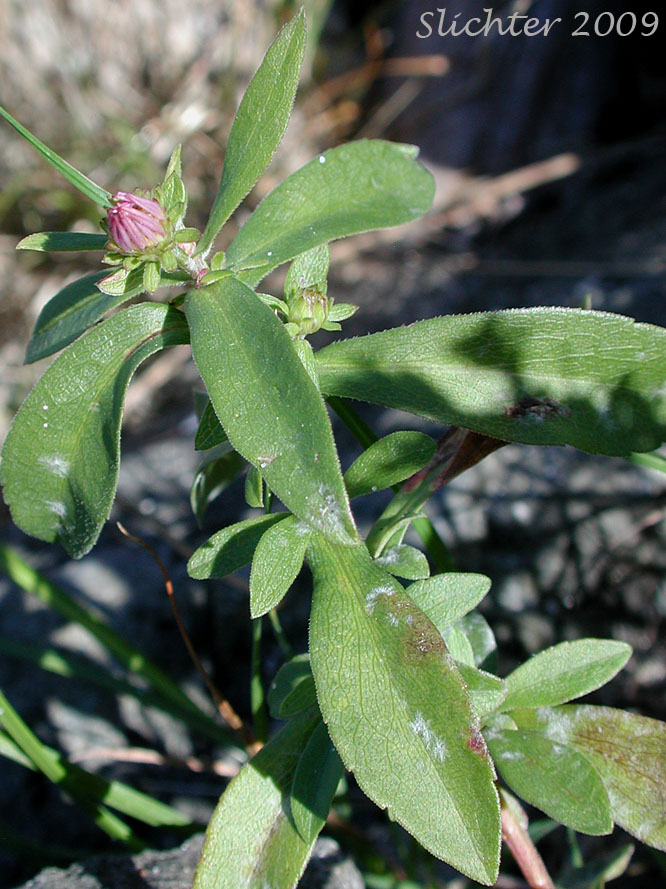 Stem leaves of Common California Aster, Pacific Aster: Symphyotrichum chilense (Synonyms: Aster chilensis, Aster chilensis ssp. chilensis, Aster chilensis var. chilensis)