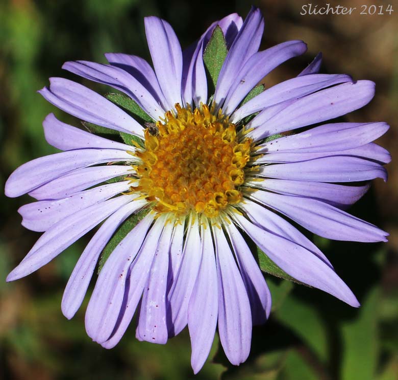 Leafy Aster, Leafy Bract Aster: Symphyotrichum foliaceum var. foliaceum (Synonym: Aster foliaceus var. foliaceus)