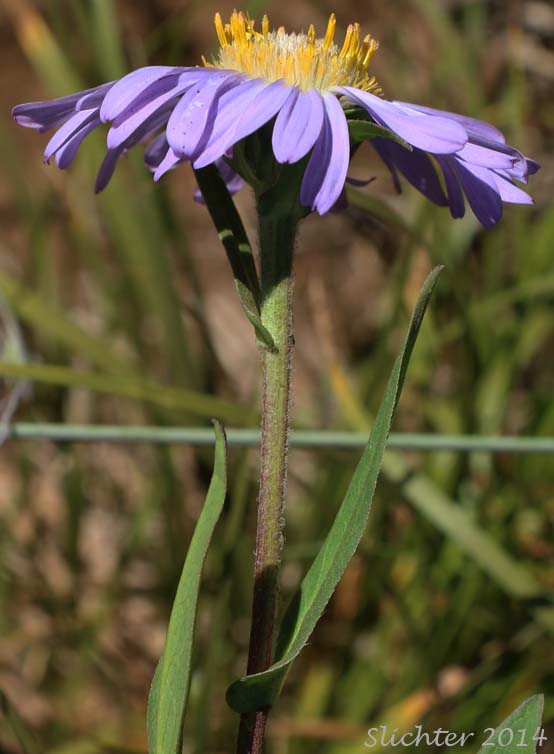 Leafy Aster, Leafy Bract Aster: Symphyotrichum foliaceum var. foliaceum (Synonym: Aster foliaceus var. foliaceus)