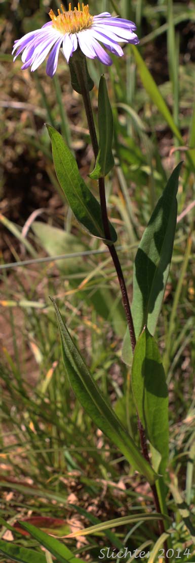 Leafy Aster, Leafy Bract Aster: Symphyotrichum foliaceum var. foliaceum (Synonym: Aster foliaceus var. foliaceus)
