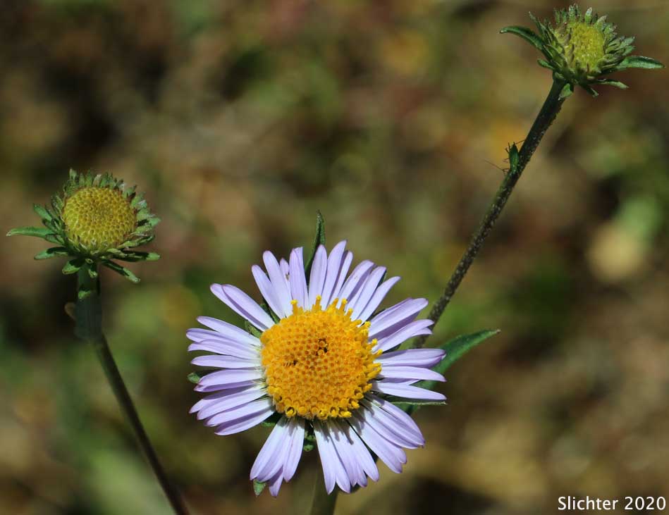 Leafy Aster, Leafybract Aster, Parry's Aster: Symphyotrichum foliaceum var. parryi (Synonyms: Aster ascendens var. parryi, Aster diabolicus, Aster foliaceus var. canbyi, Aster foliaceus var. frondeus, Aster foliaceus var. parryi, Aster foliaceus var. subpetiolatus)