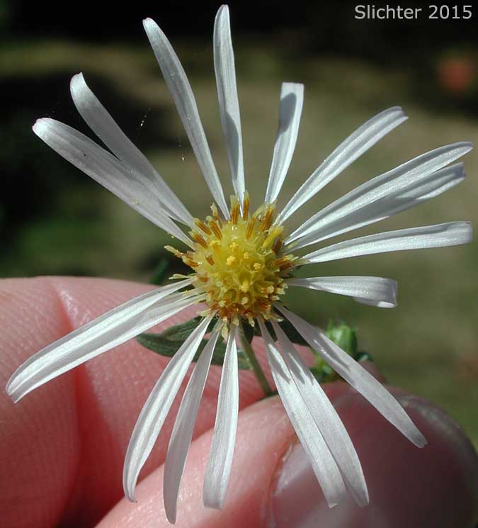 Flower head of Hall's Aster: Symphyotrichum hallii (Synonyms: Aster chilensis, Aster chilensis ssp. hallii, Aster hallii)