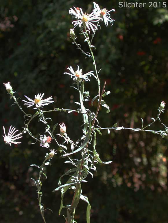 Inflorescence of Hall's Aster: Symphyotrichum hallii (Synonyms: Aster chilensis, Aster chilensis ssp. hallii, Aster hallii)