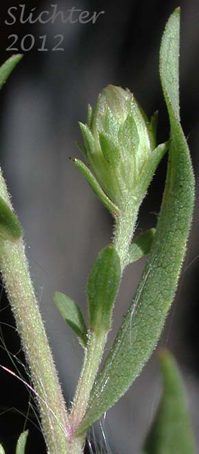 Hall's Aster: Symphyotrichum hallii (Synonyms: Aster chilensis, Aster chilensis ssp. hallii, Aster hallii)