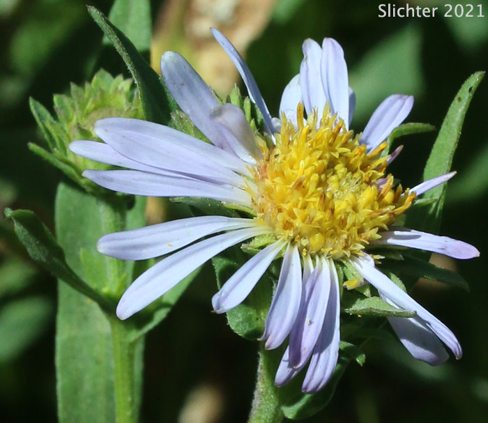 Henderson's Aster, Kootenai Aster: Symphyotrichum hendersonii (Synonyms: Aster foliaceus, Aster foliaceus var. lyallii, Aster hendersonii)