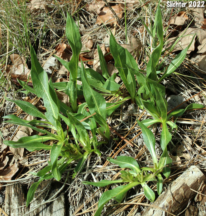 California Compass-plant, Narrowleaf Mule's Ears, Narrowleaf Wyethia, Narrow-leaved Mule's Ears: Wyethia angustifolia (Synonyms: Alarconia angustifolia, Wyethia angustifolia var. angustifolia, Wyethia angustifolia var. foliosa)