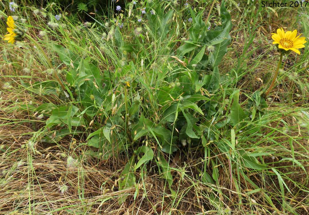 California Compass-plant, Narrowleaf Mule's Ears, Narrowleaf Wyethia, Narrow-leaved Mule's Ears: Wyethia angustifolia (Synonyms: Alarconia angustifolia, Wyethia angustifolia var. angustifolia, Wyethia angustifolia var. foliosa)