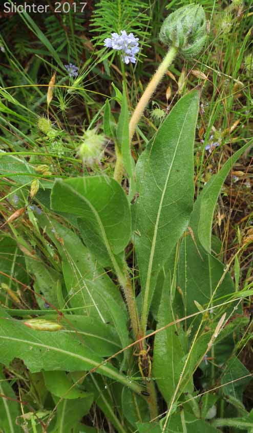 California Compass-plant, Narrowleaf Mule's Ears, Narrowleaf Wyethia, Narrow-leaved Mule's Ears: Wyethia angustifolia (Synonyms: Alarconia angustifolia, Wyethia angustifolia var. angustifolia, Wyethia angustifolia var. foliosa)