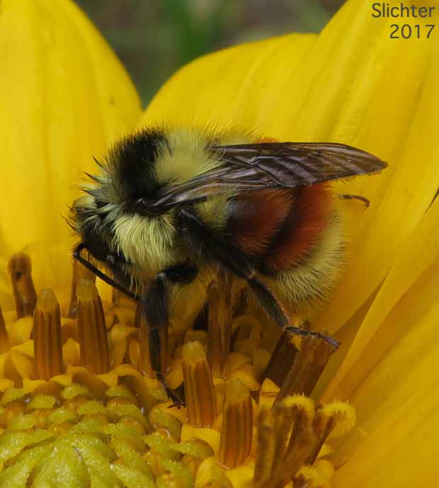 Bumble bee on California Compass-plant, Narrowleaf Mule's Ears, Narrowleaf Wyethia, Narrow-leaved Mule's Ears: Wyethia angustifolia (Synonyms: Alarconia angustifolia, Wyethia angustifolia var. angustifolia, Wyethia angustifolia var. foliosa)