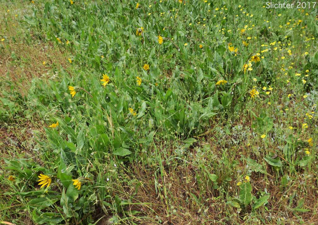 Habitat of California Compass-plant, Narrowleaf Mule's Ears, Narrowleaf Wyethia, Narrow-leaved Mule's Ears: Wyethia angustifolia (Synonyms: Alarconia angustifolia, Wyethia angustifolia var. angustifolia, Wyethia angustifolia var. foliosa)