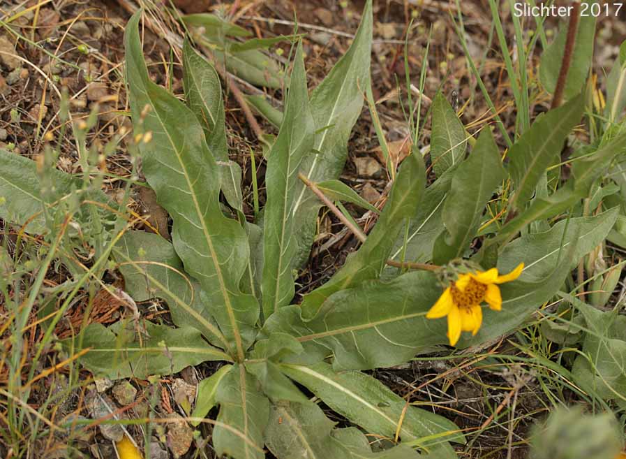 California Compass-plant, Narrowleaf Mule's Ears, Narrowleaf Wyethia, Narrow-leaved Mule's Ears: Wyethia angustifolia (Synonyms: Alarconia angustifolia, Wyethia angustifolia var. angustifolia, Wyethia angustifolia var. foliosa)