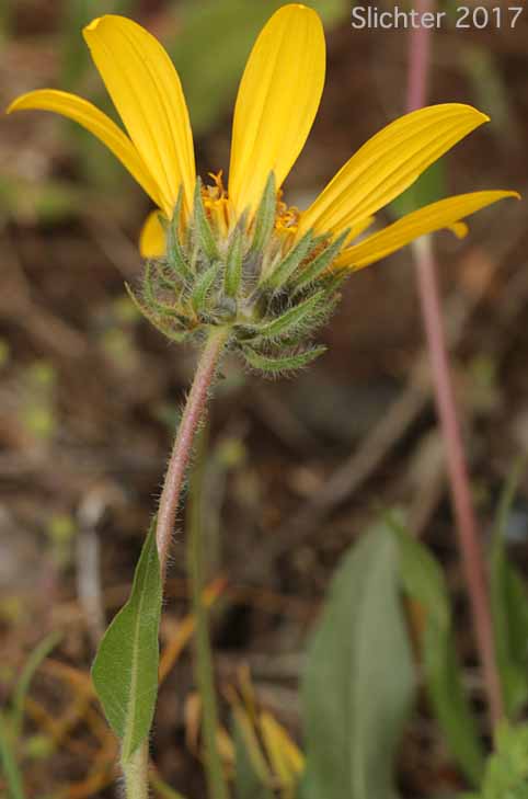 California Compass-plant, Narrowleaf Mule's Ears, Narrowleaf Wyethia, Narrow-leaved Mule's Ears: Wyethia angustifolia (Synonyms: Alarconia angustifolia, Wyethia angustifolia var. angustifolia, Wyethia angustifolia var. foliosa)