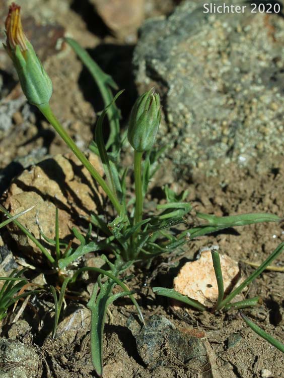 Sagebrush Agoseris: Agoseris parviflora (Synonyms: Agoseris glauca var. laciniata, Agoseris glauca var. parviflora)