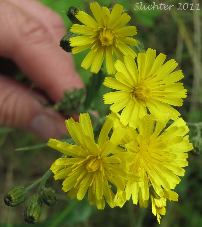 Flower heads of Smooth Hawksbeard: Crepis capillaris (Synonym: Crepis capillaris var. capillaris)
