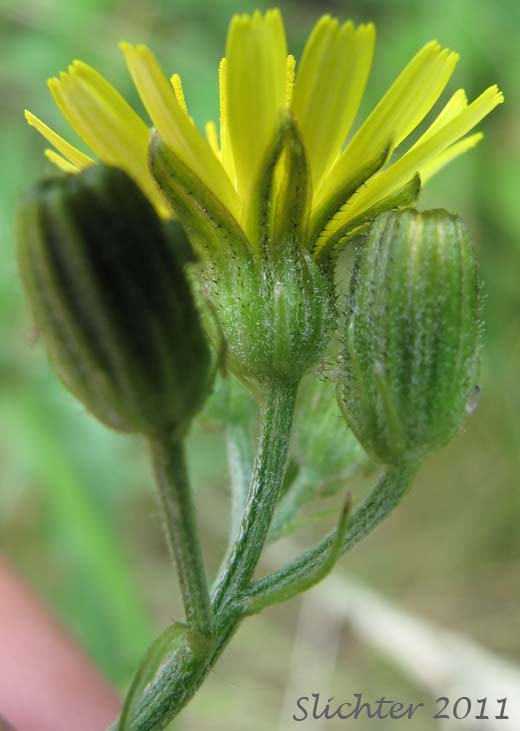 Involucral bracts of Smooth Hawksbeard: Crepis capillaris (Synonym: Crepis capillaris var. capillaris)