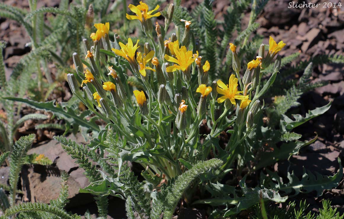 Western Hawksbeard, Largeflower Hawksbeard: Crepis occidentalis (Synonyms: Crepis occidentalis ssp. conjuncta, Crepis occidentalis ssp. costata, Crepis occidentalis ssp. occidentalis, Crepis occidentalis ssp. pumila, Crepis occidentalis var. costata)