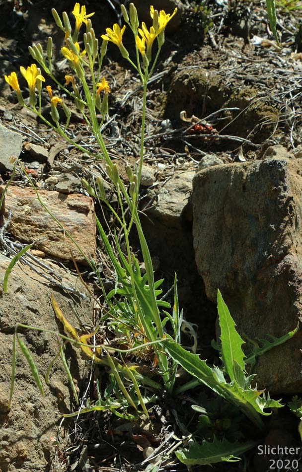 Naked-stemmed Hawksbeard: Crepis pleurocarpa (Synonym: Psilochenia pleurocarpa)