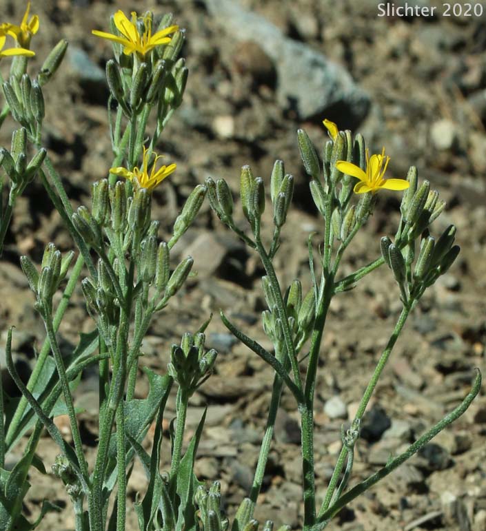 Naked-stemmed Hawksbeard: Crepis pleurocarpa (Synonym: Psilochenia pleurocarpa)