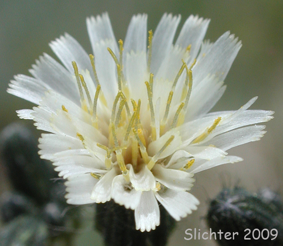 White Hawkweed, White-flowered Hawkweed: Hieracium albiflorum (Synonym: Hieracium siskiyouense)