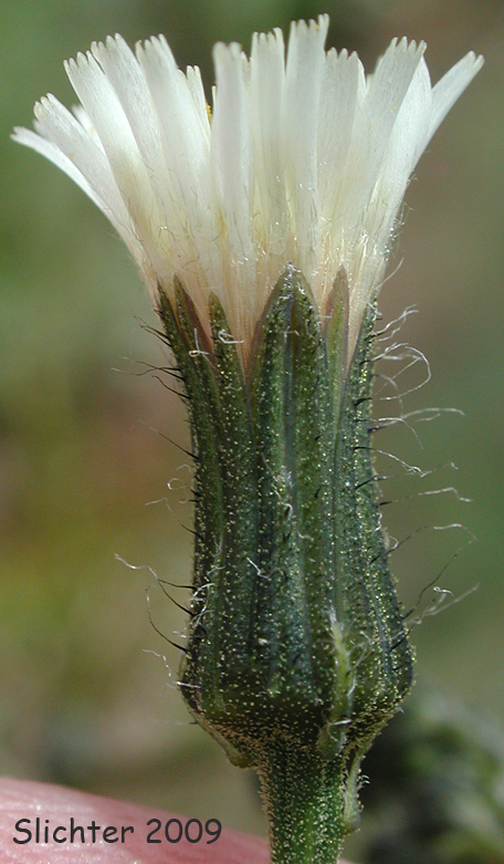 White Hawkweed, White-flowered Hawkweed: Hieracium albiflorum (Synonym: Hieracium siskiyouense)