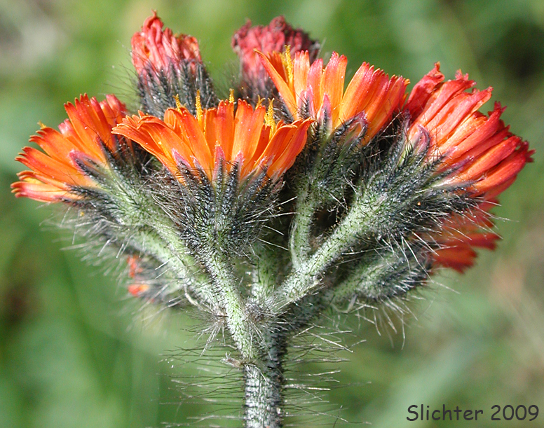 Orange hawkweed as seen below the tunnel along the Hurricane Ridge Road in Olympic National Park.......................July 25, 2008.