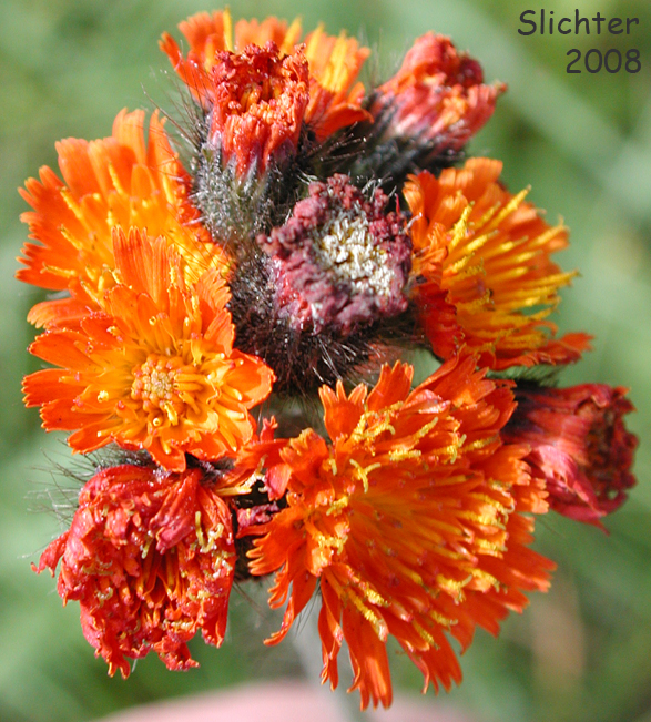 Orange hawkweed as seen below the tunnel along the Hurricane Ridge Road in Olympic National Park......July 25, 2008.