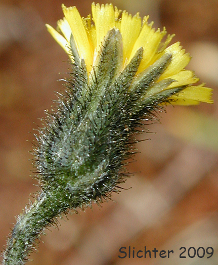 Alpine Hawkweed, Slender Hawkweed: Hieracium triste (Synonyms: Hieracium gracile, Hieracium gracile var. densifloccosum, Hieracium gracile var. detonsum, Hieracium gracile var. gracile, Hieracium triste var. gracile)