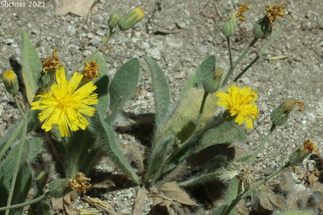 Greene's Hawkweed: Hieracium greenei