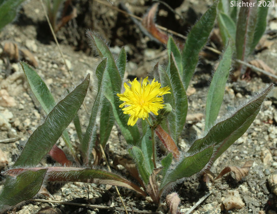 Greene's Hawkweed: Hieracium greenei
