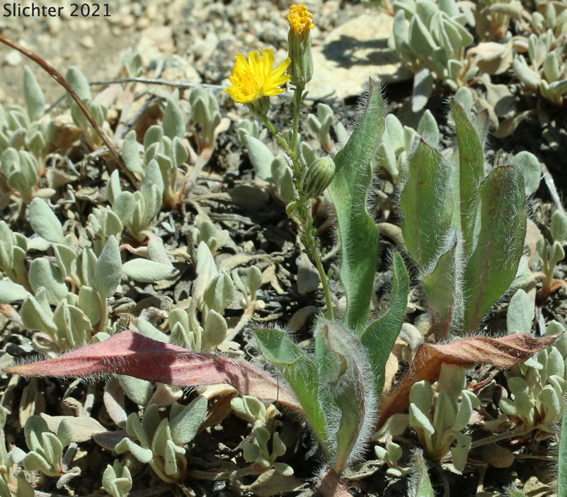 Greene's Hawkweed: Hieracium greenei
