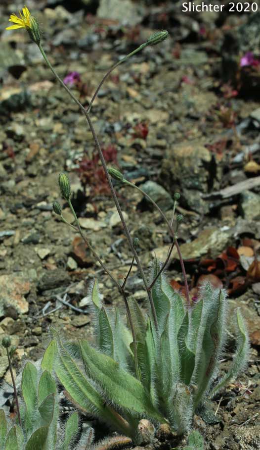 Scouler's Hawkweed, Woolly Weed, Scouler's Woollyweed, Hound-tongue Hawkweed: Hieracium scouleri (Synonyms: Hieracium albertinum, Hieracium chapacanum, Hieracium cusickii, Hieracium cynoglossoides, Hieracium scouleri var. scouleri)