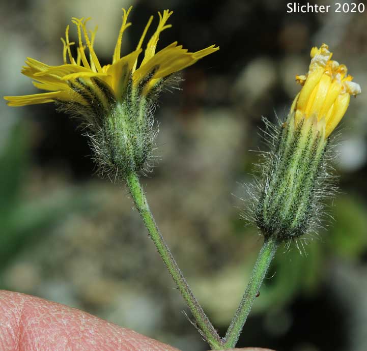 Scouler's Hawkweed, Woolly Weed, Scouler's Woollyweed, Hound-tongue Hawkweed: Hieracium scouleri (Synonyms: Hieracium albertinum, Hieracium chapacanum, Hieracium cusickii, Hieracium cynoglossoides, Hieracium scouleri var. scouleri)