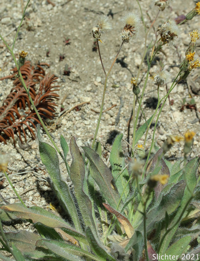 Scouler's Hawkweed, Woolly Weed, Scouler's Woollyweed, Hound-tongue Hawkweed: Hieracium scouleri (Synonyms: Hieracium albertinum, Hieracium chapacanum, Hieracium cusickii, Hieracium cynoglossoides, Hieracium scouleri var. scouleri)