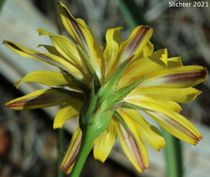 Underside of the flower head of Howell's Microseris: Microseris howellii