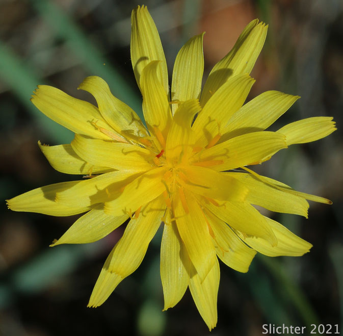 Howell's Microseris: Microseris howellii