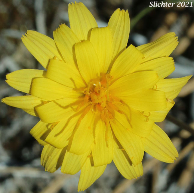 Howell's Microseris: Microseris howellii