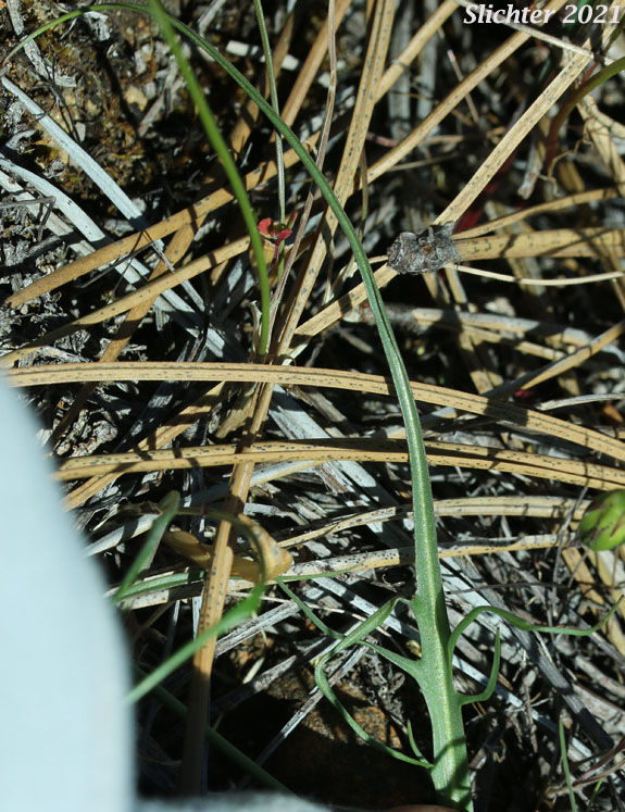 Howell's Microseris: Microseris howellii