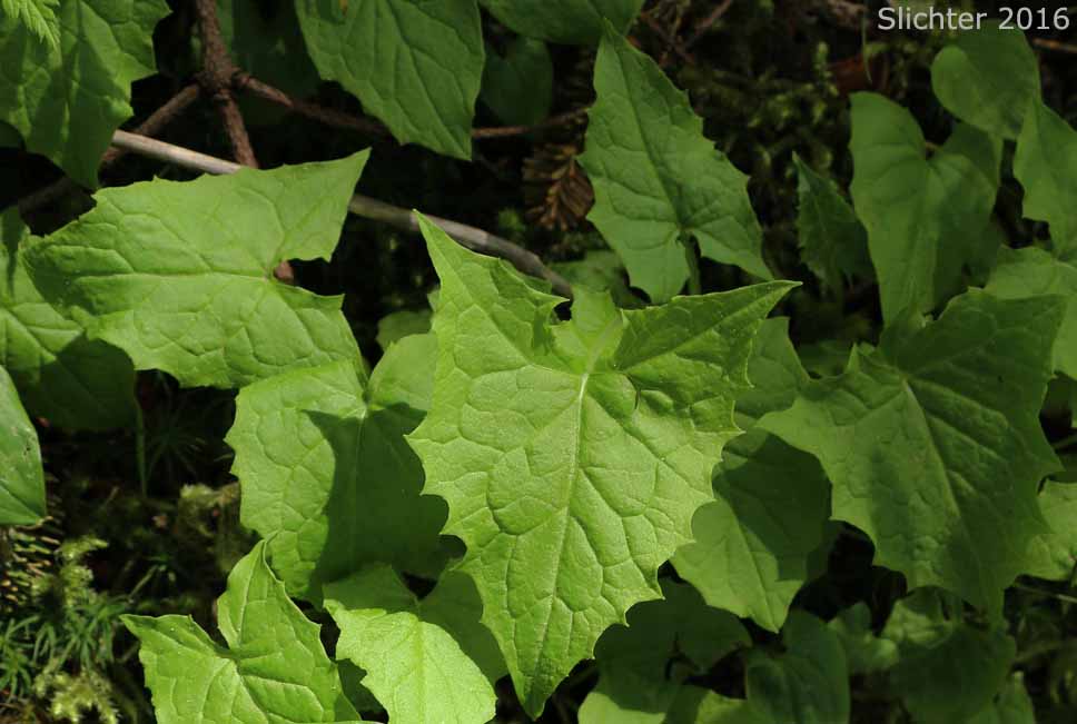 Basal leaves of Western Rattlesnakeroot, Western Rattlesnake Root, Western White Lettuce: Nabalus hastatus (Synonyms: Prenanthes alata, Prenanthes lessingii)