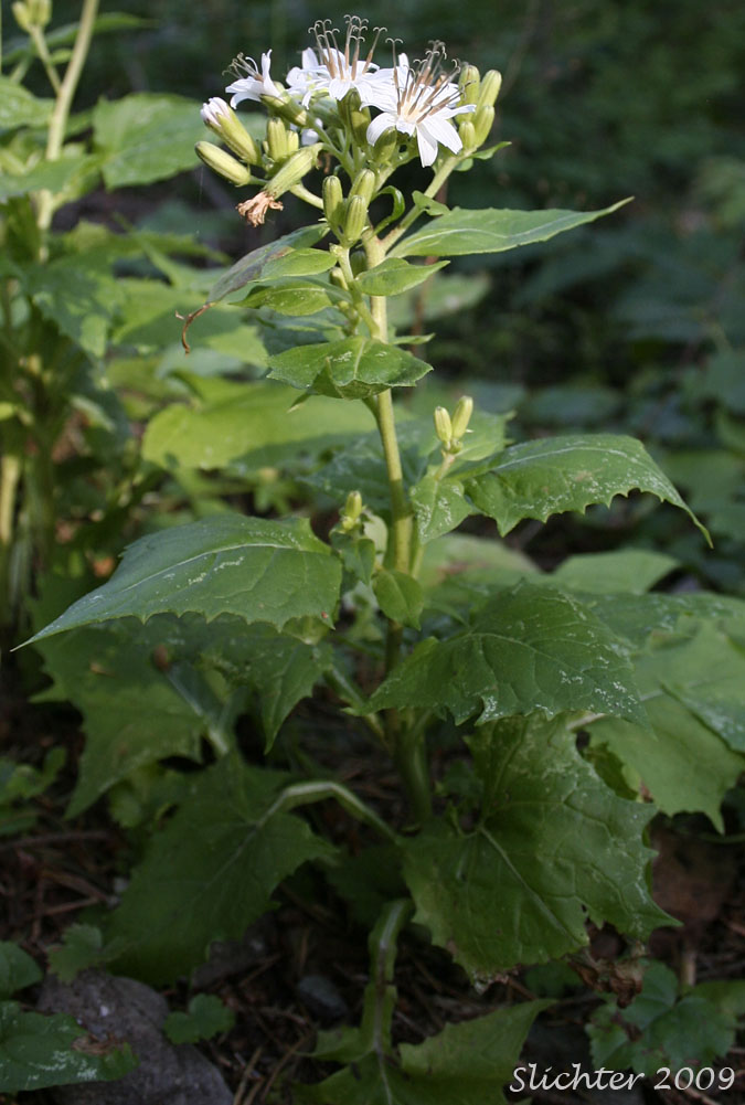 Western Rattlesnakeroot, Western Rattlesnake Root, Western White Lettuce: Nabalus hastatus (Synonyms: Prenanthes alata, Prenanthes lessingii)