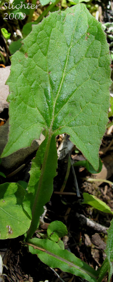 Basal leaf of Western Rattlesnakeroot, Western Rattlesnake Root, Western White Lettuce: Nabalus hastatus (Synonyms: Prenanthes alata, Prenanthes lessingii)
