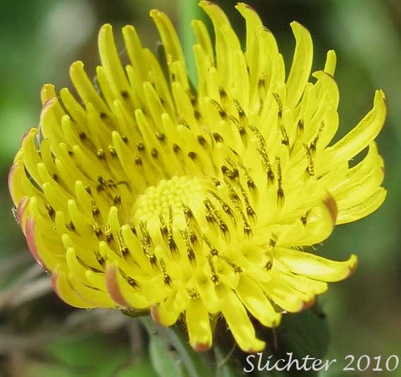 Flower head of Prickly Sow Thistle, Prickly Sow-thistle, Spiny Sowthistle, Spiny Sow-thistle, Spiny-leaf Sow-thistle: Sonchus asper (Synonyms: Sonchus asper ssp. asper, Sonchus asper ssp. glaucescens, Sonchus nymanii, Sonchus oleraceus var. asper)