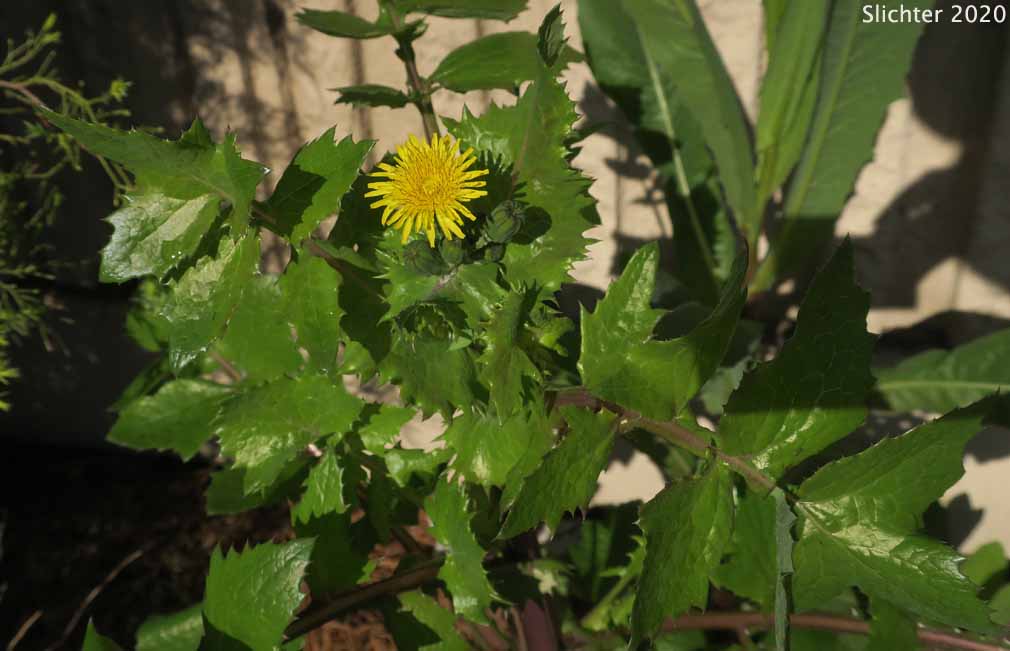 Annual Sow Thistle, Common Sowthistle, Common Sow Thistle, Common Sow-thistle: Sonchus oleraceus
